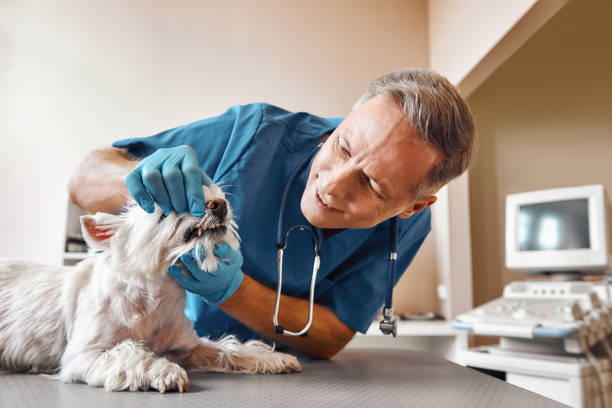 Best Emergency Root Canal Treatment in Maryvle, IL